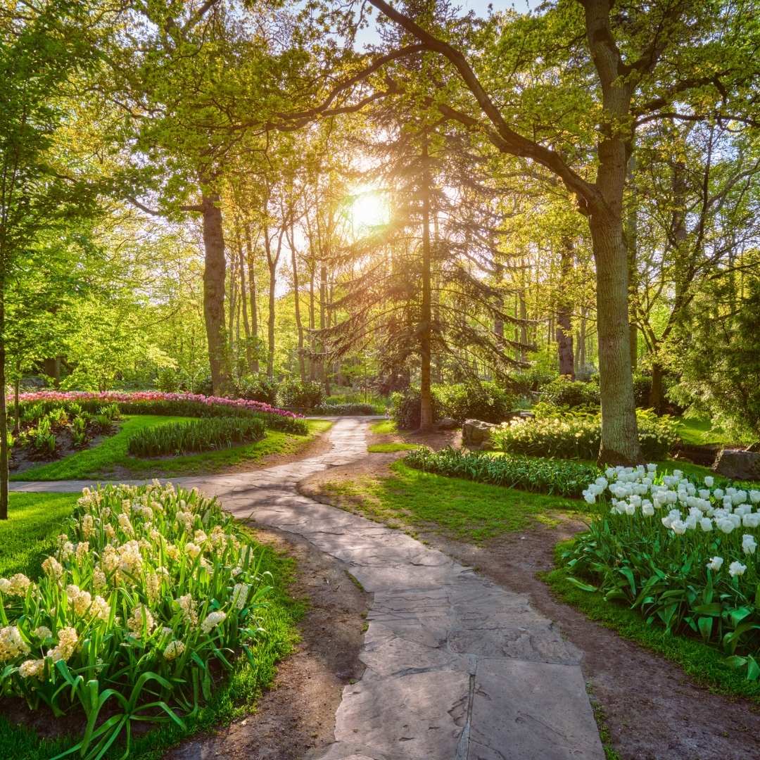 Tulipanes en Ámsterdam