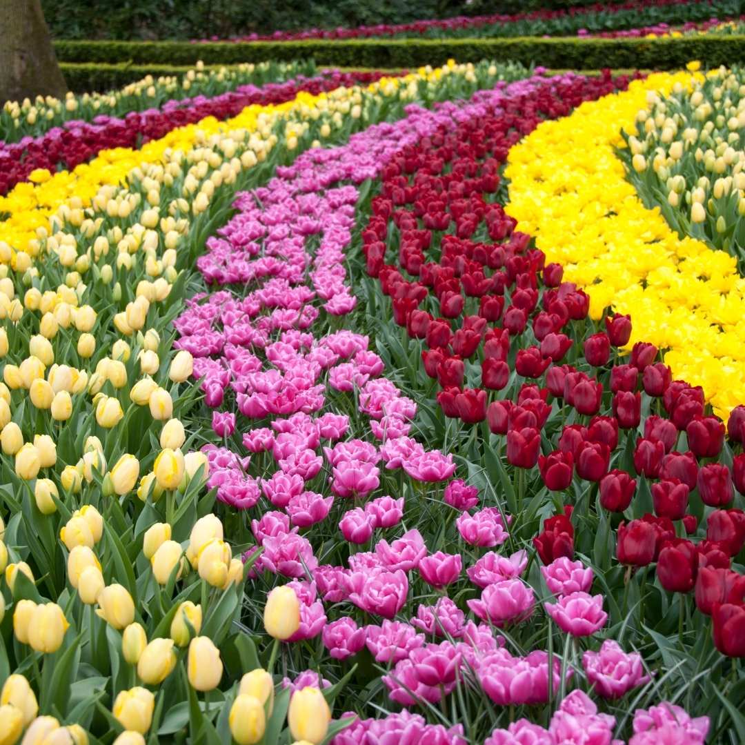 Tulipanes en Ámsterdam