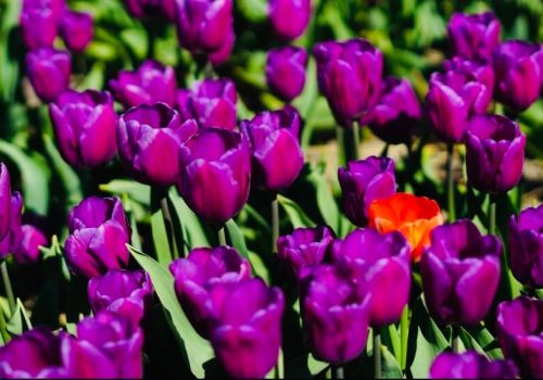 Tulipanes Ámsterdam