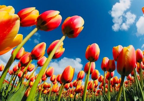 Tulipanes Ámsterdam (1)