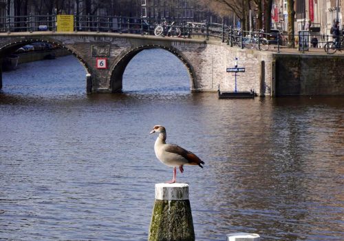 tour en barco puentes amsterdam
